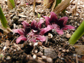 flower aspidistra angiosperm