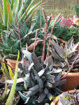 cactus cacti westsussex haworthia succulents gasteria angmering cactuscollection gasteriaverrucosa gasteriabicolor manornursery