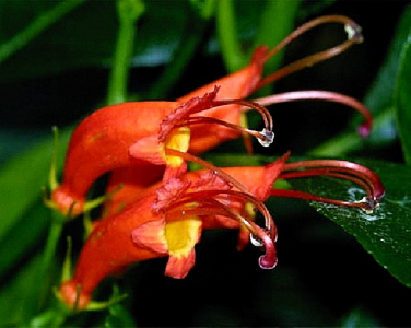 геснерия - gesneria cardinalis