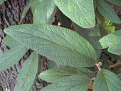 viburnum gbfs bestimmungsprüfung freilandzierpflanzen fhweihenstephan viburnumrhytidophyllum rhytidophyllum