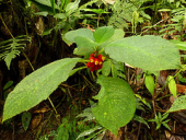flower ecuador gesneriaceae taxonomy:family=gesneriaceae alloplectussp