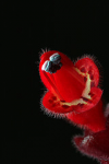 red flower smile naturesfinest aeschynantus эсхинантус