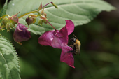 pink flower insect weed bumblebee impatiens sakhalin pinkflowers impatiensglandulifera